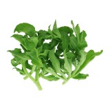 LETTUCE ICE (100G/PKT)