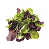 Lettuce Mesculin Mix Salad (250G+-/PKT)