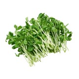 Bean- Pea Sprout Local/Tau Miu(300G/PKT)